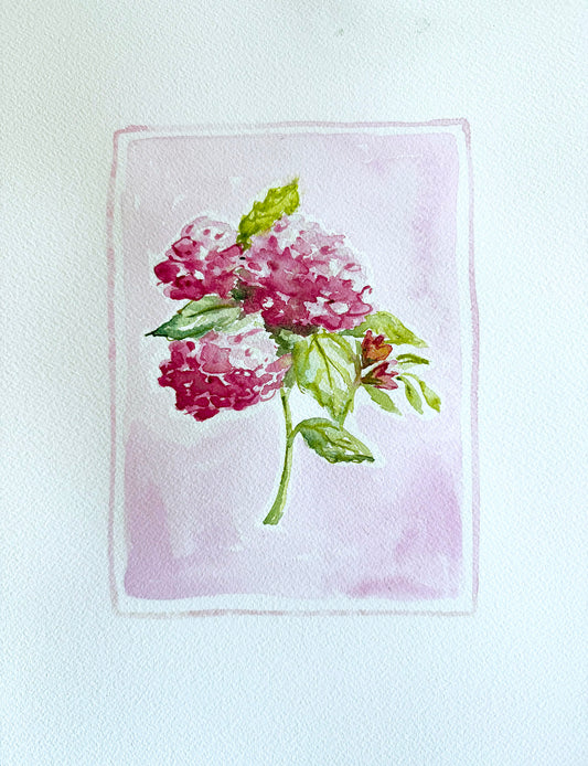 Pink Southern Hydrangea